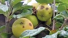 Apple scab causes grey-black lesions on fruit - credit: Dove Associates